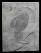 Bargain, Eurypterus (Sea Scorpion) Fossil - New York #62811-1